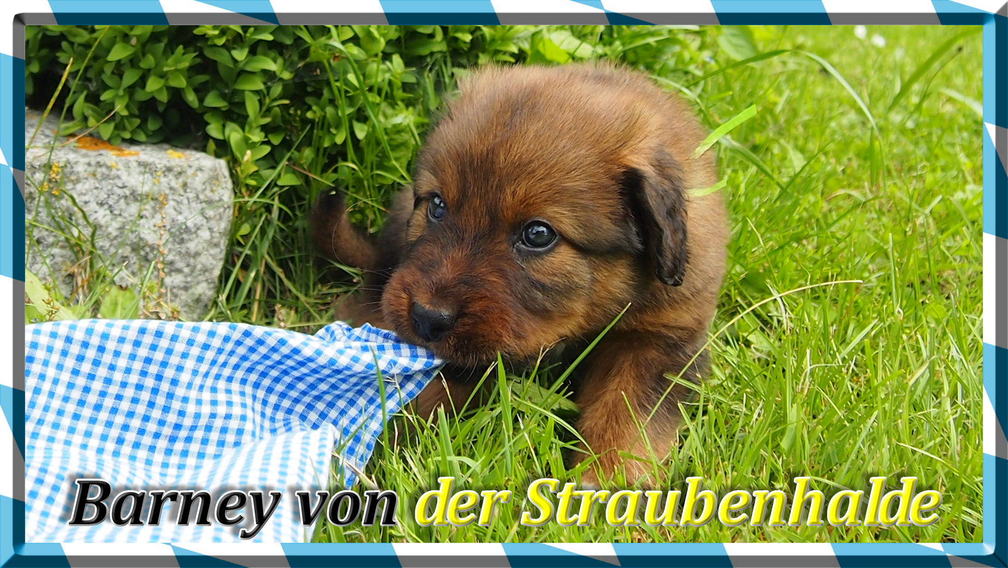 Wäller von der Straubenhalde